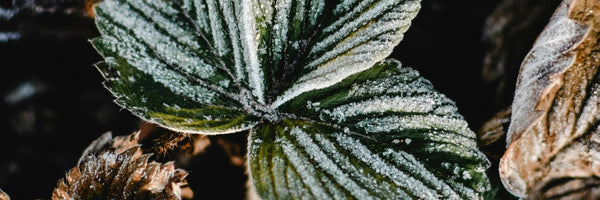 plant covered in frost