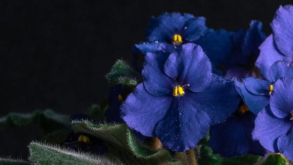 african violet plant on a dark background