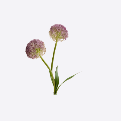 Allium Bulbs