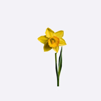 Daffodil Bulbs