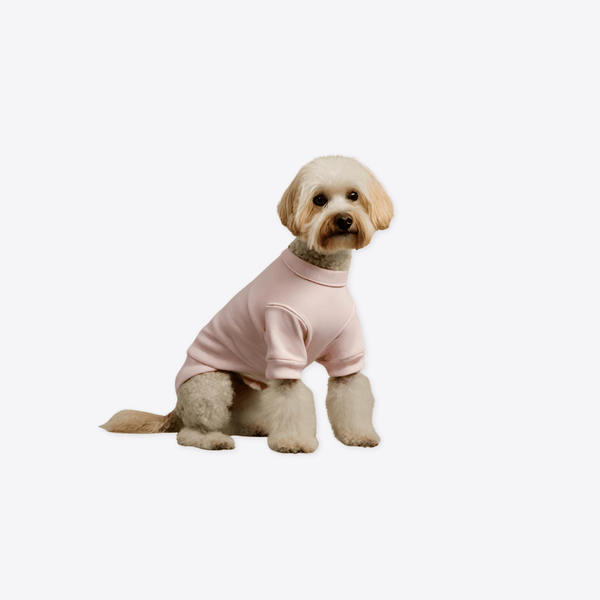 Pet Clothing & Accessories