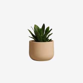 Planters & Pots