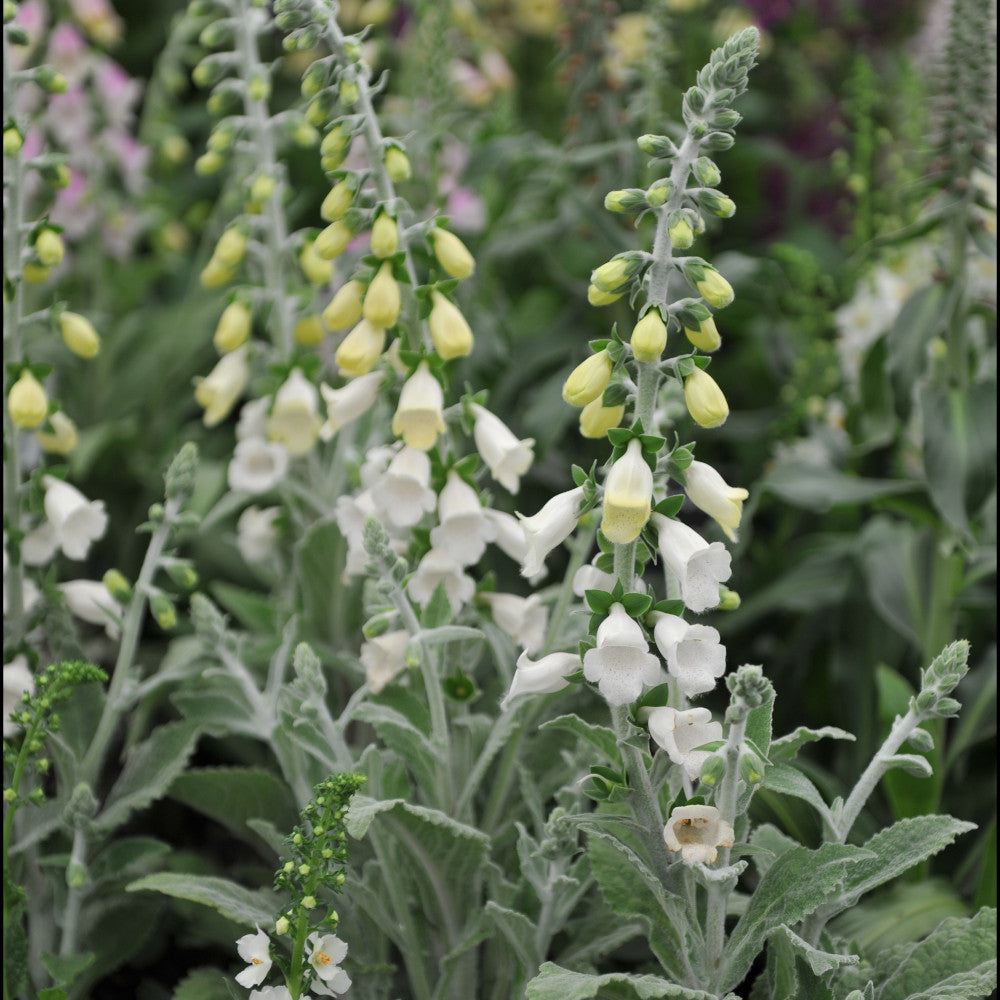 Digitalis Silver Fox - Set Of 3 White Foxgloves In 9cm Pots