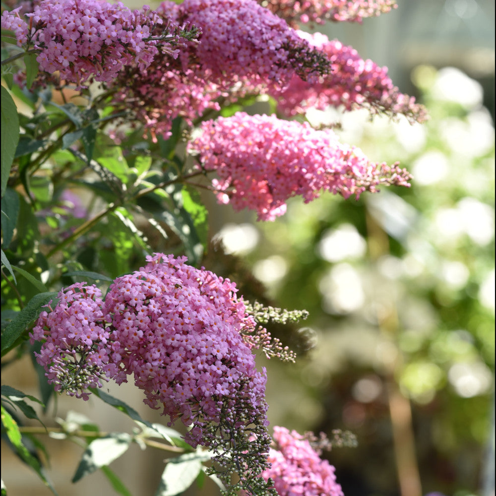 Buddleja Hybrida Pink Cascade - 1l Pot