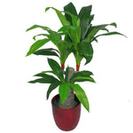 Leaf Tropical Artificial Plants Dracaena 75cm House Plant