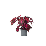 Bloodleaf Plant - Iresine Herbstii - Height 20-30cm - ⌀13cm | Set-of-1 | Red