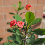 Crown Of Thorns - Euphorbia 'milii' - Height 25-35cm - ⌀13cm | Set-of-1 | Pink