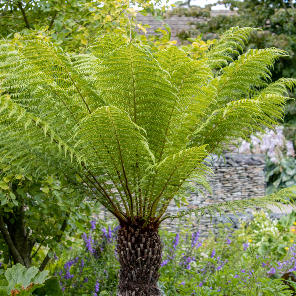 Dicksonia Antartica - Australian Tree Fern -15-30cm Log