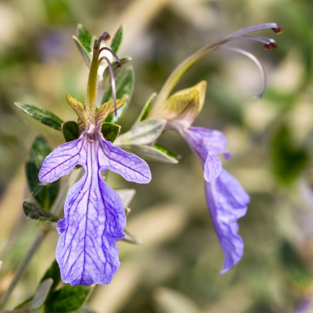 Teucrium Fruticans Curacao - Bush Germander, Vibrant Blue Flowers On This Hardy Shrub 3 X 9cm Pots