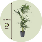 Kentia Palm - Howea Forsteriana - Height 90-100cm - ⌀18cm | Set-of-1 | Green