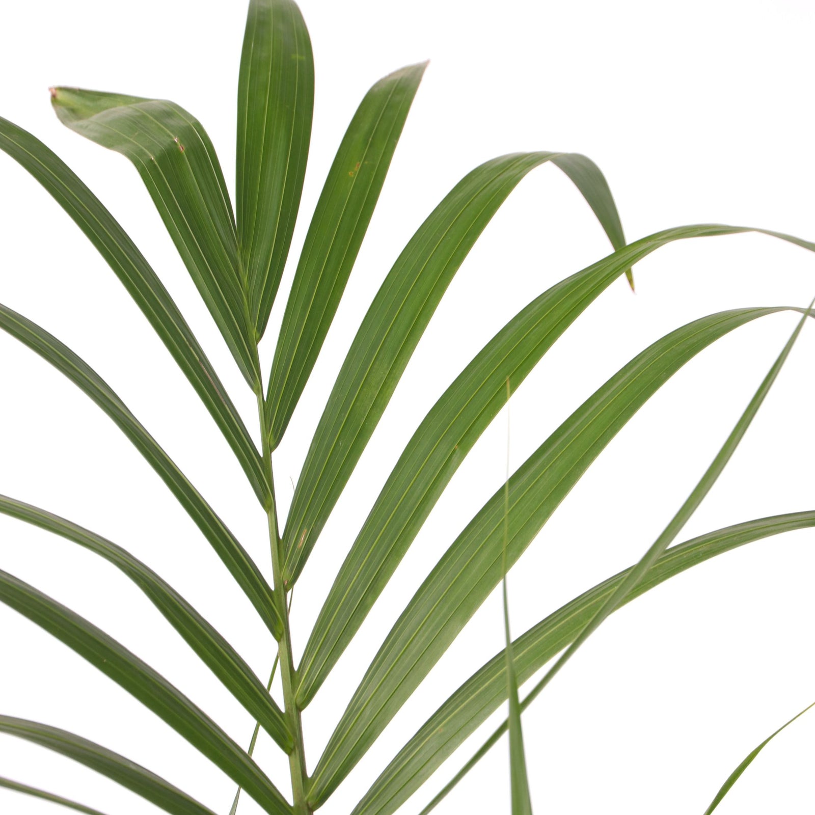 Kentia Palm - Howea Forsteriana - Height 90-100cm - ⌀18cm | Set-of-1 | Green