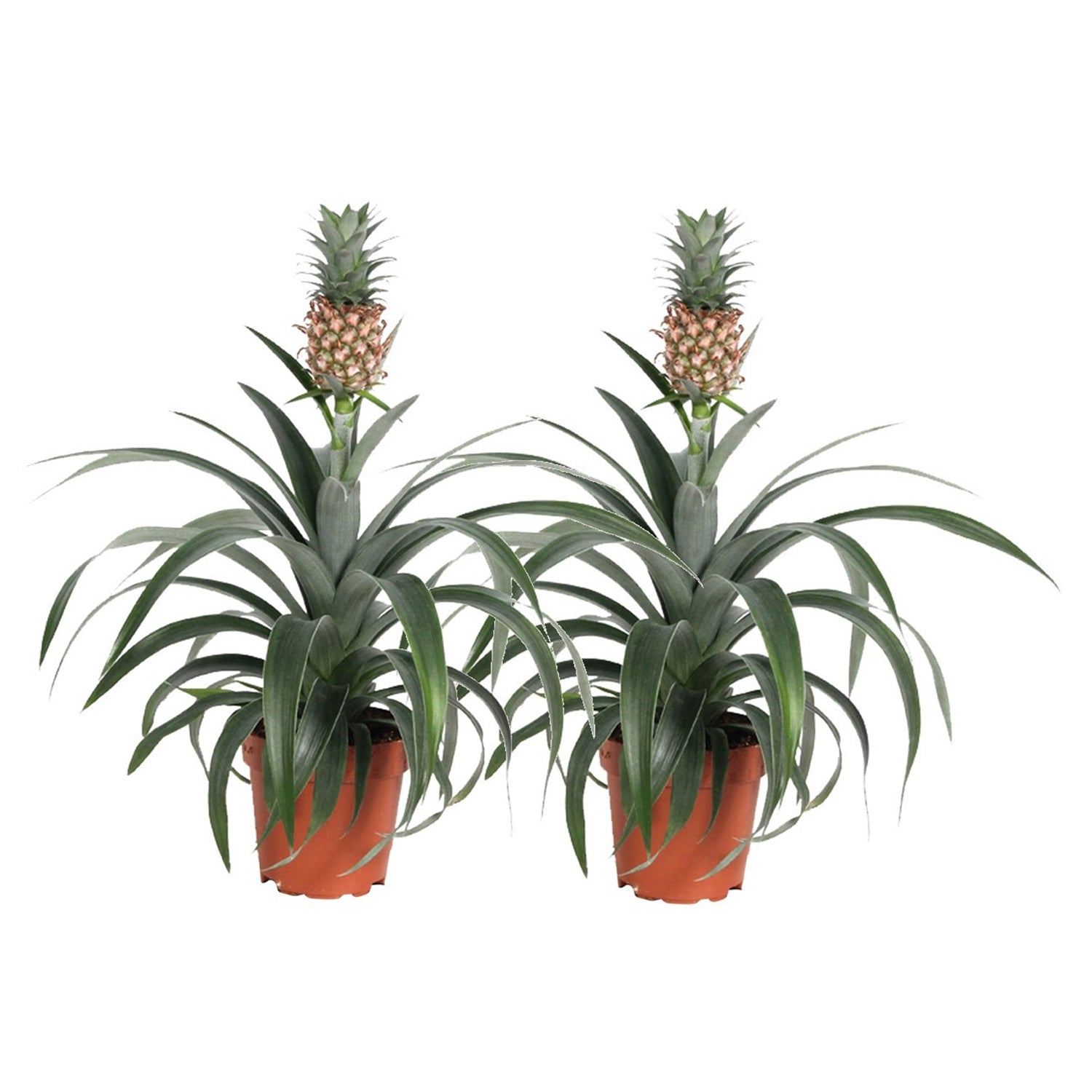 Ananas Mi Amigo - Set Of 2 - Pineapple Plant - Height 35-45cm - Pot 12cm | Green