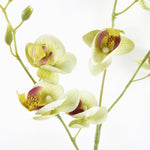 Pack Of 6 X 80cm Cream Artificial Mini Orchid Stem