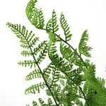 Leaf 50cm Southern Wood Fern Bush Dark Green Plant