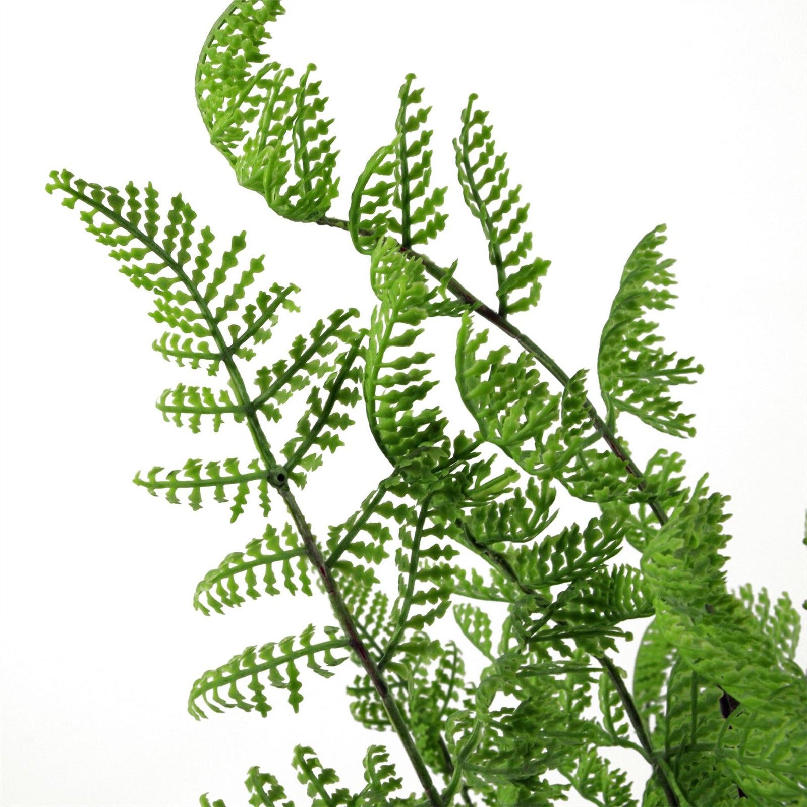Leaf 50cm Southern Wood Fern Bush Dark Green Plant