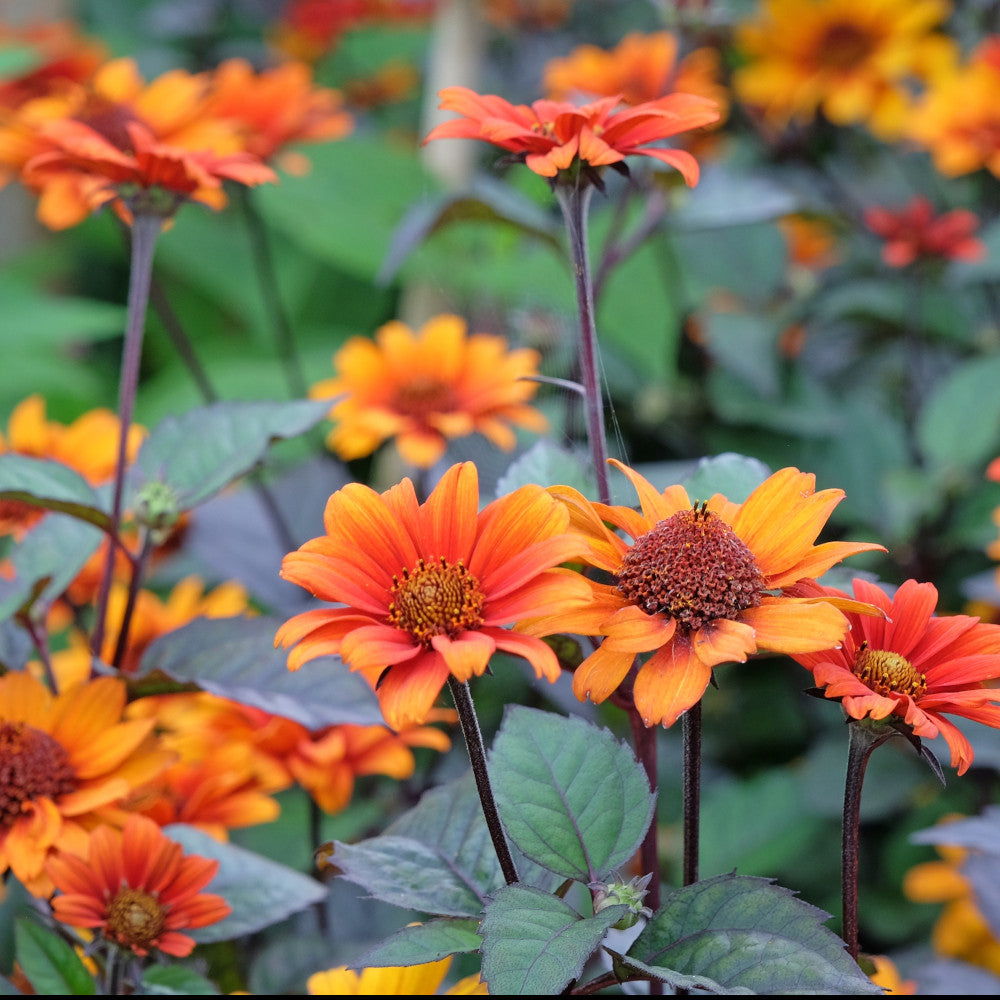 Heliopsis Helianthoides Orange Marble - False Sunflower 3 X 9cm Pots