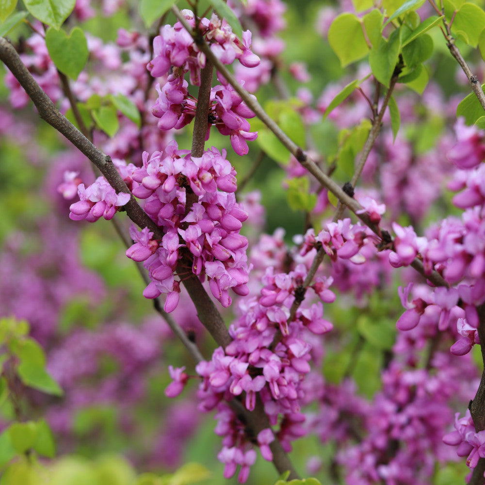 Cercis Canadensis - American Redbud 3 X  2l Pots