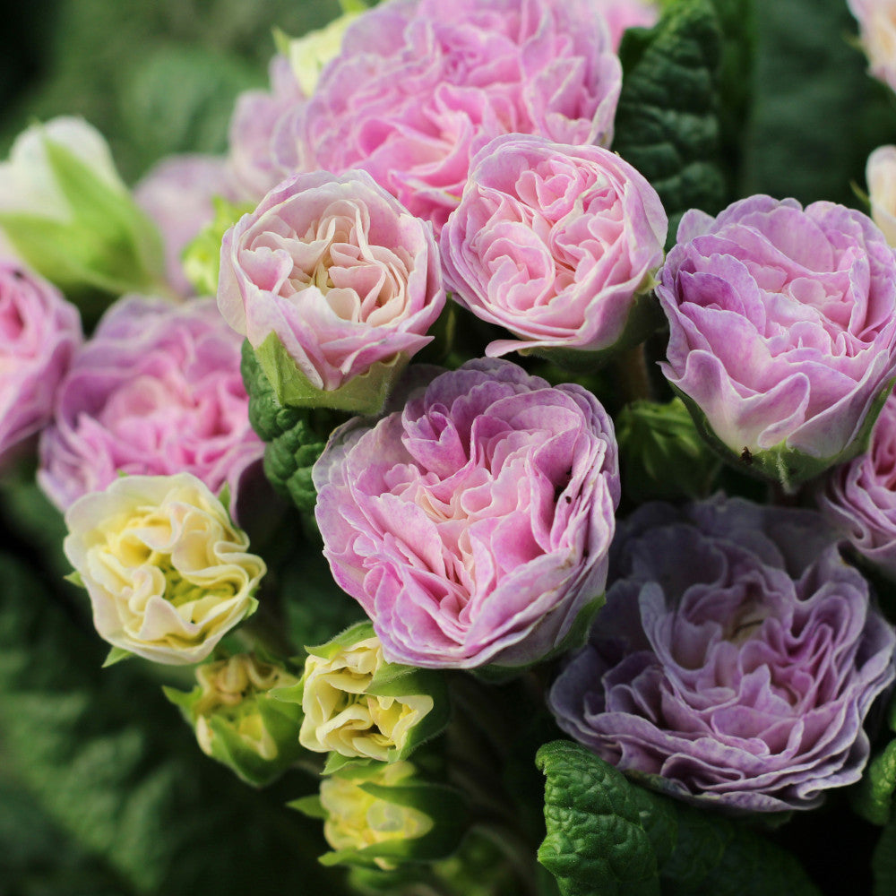 Abundant Primula Barnhaven Collection - Set Of 3 Plants In 9cm Pots