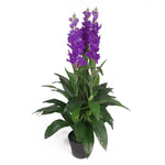 Artificial 100cm Cymbidium Orchid Plant - Extra Large - Purple Flowers