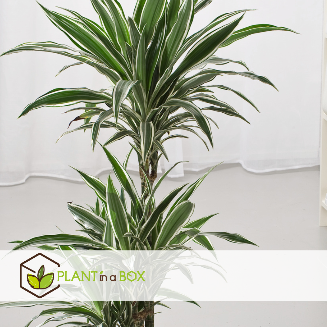 Dragon Tree - Dracaena Deremensis 'white Stripe' - Height 60-70cm - ⌀17cm | Set-of-1 | Green