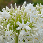 Agapanthus Arctic Star - White African Lily In A 9cm Pot