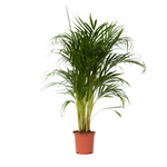 Areca Palm 'golden Cane' - Dypsis Lutescens - Height 100-120cm - ⌀21cm | Set-of-1 | Green