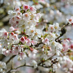 Prunus Incisa Kojo - No -mai - Japanese Cherry Tree Spring Flowering Tree Suitable For Small Gardens 1 X 3l Pot