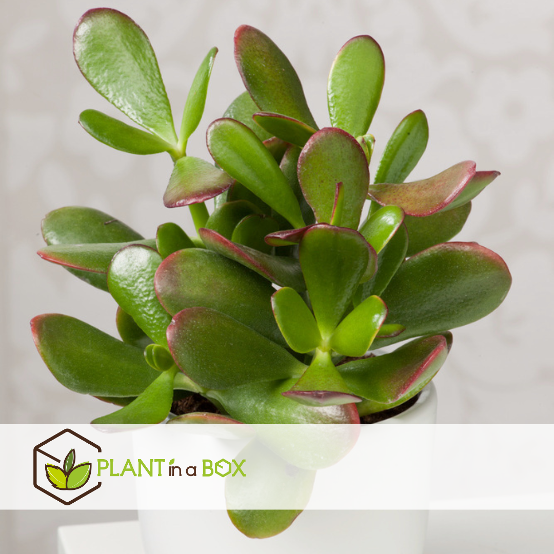 Jade Plant - Crassula Ovata 'minor' - Height 60-65cm - ⌀30cm | Set-of-1 | Green