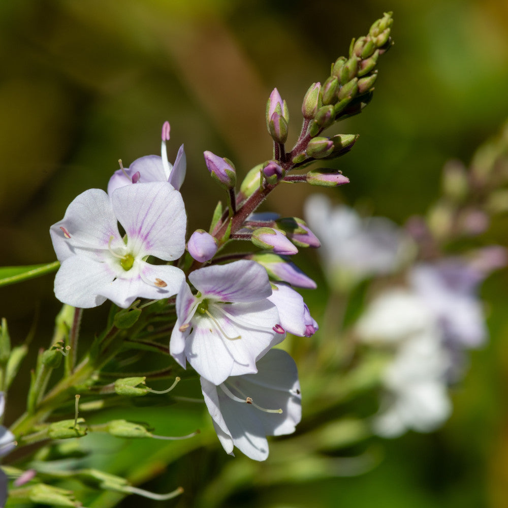 Parahebe Avalanche Evergreen Groundcover 3 X 9cm Pots