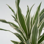 Dragon Tree - Dracaena Deremensis 'white Stripe' - Height 60-70cm - ⌀17cm | Set-of-1 | Green