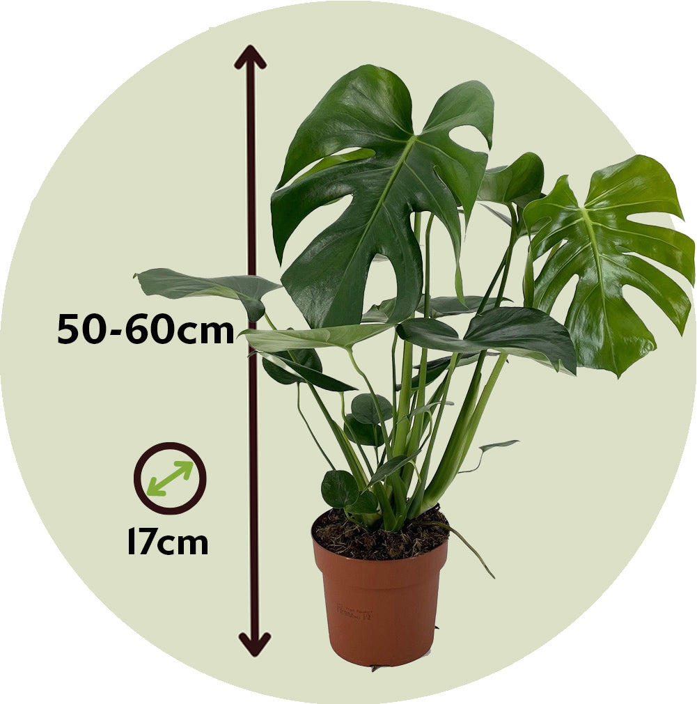 Swiss Cheese Plant - 2 Pcs. - Monstera Deliciosa - Height 50-60cm - ⌀17cm | Set-of-2 | Green