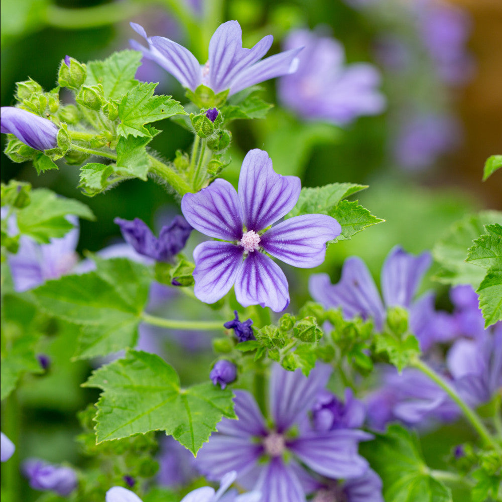 Malva Blue Fountain - Set Of 3 In 2l Pots