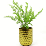 Leaf 50cm Southern Wood Fern Bush Dark Green Plant