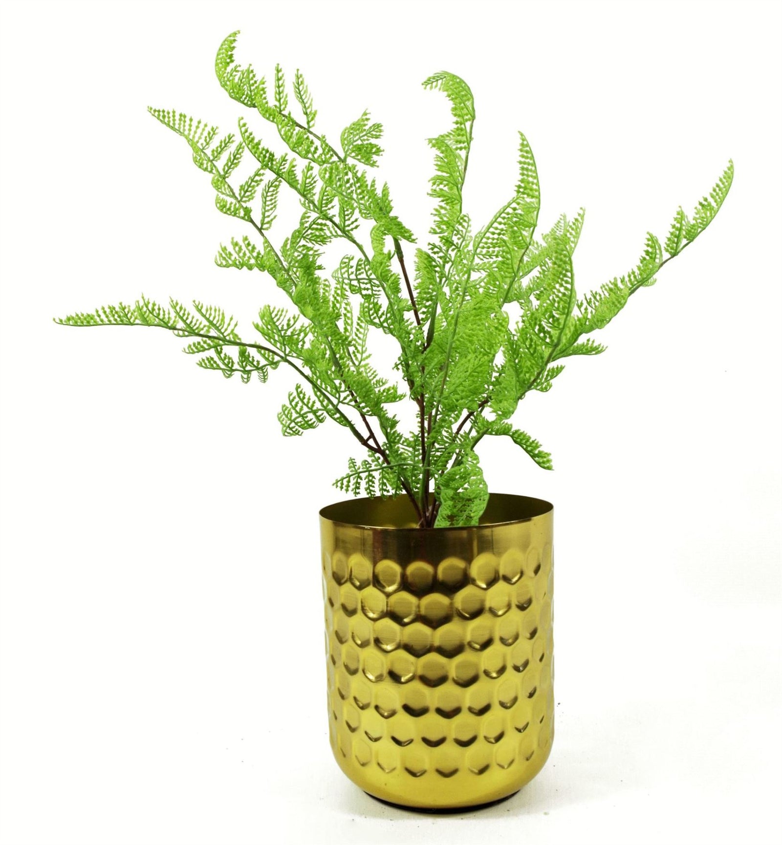 Leaf 50cm Southern Wood Fern Bush Dark Green Plant