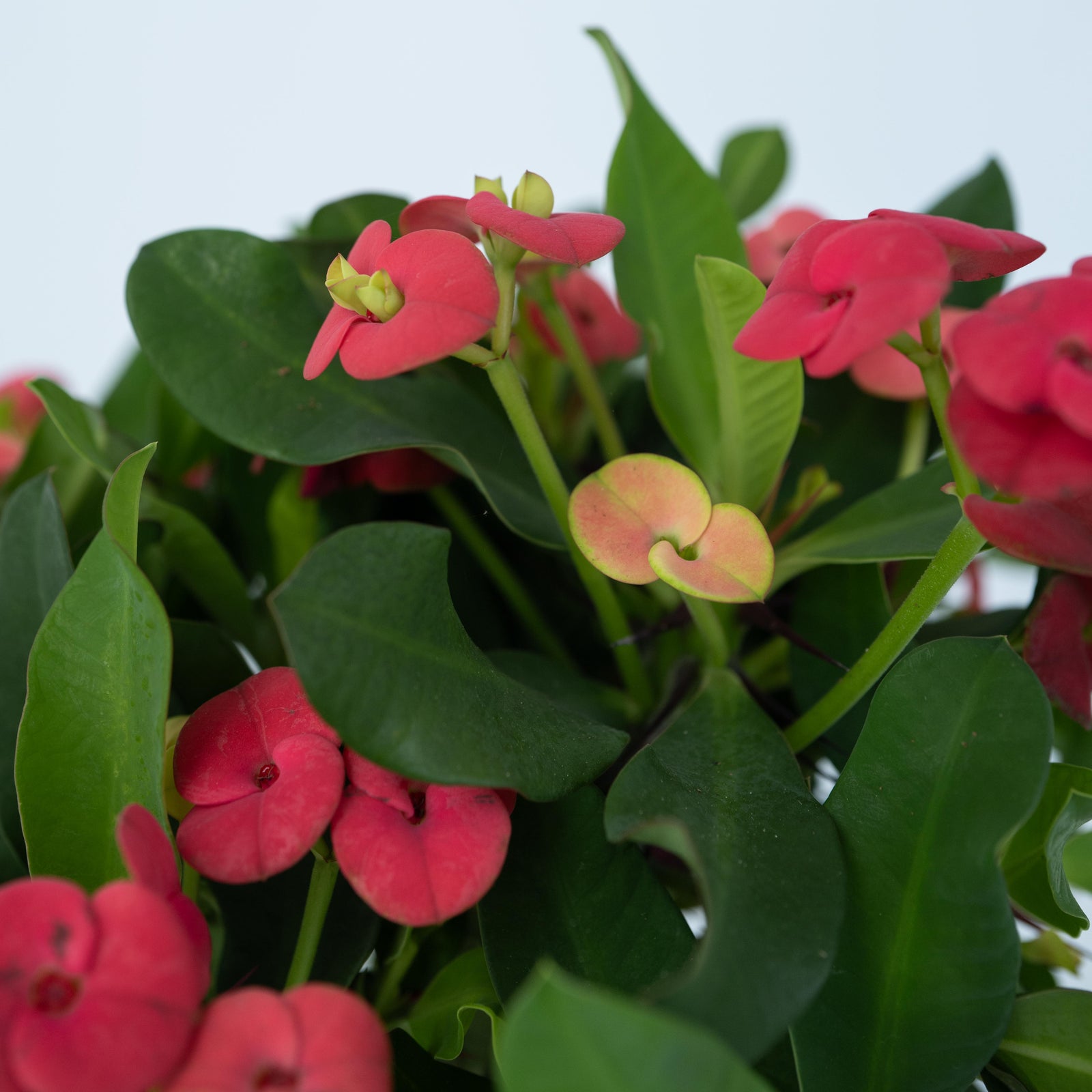 Crown Of Thorns - Euphorbia 'milii' - Height 25-35cm - ⌀13cm | Set-of-1 | Pink