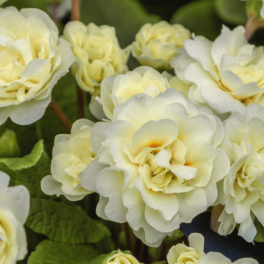 Abundant Primula Barnhaven Collection - Set Of 3 Plants In 9cm Pots