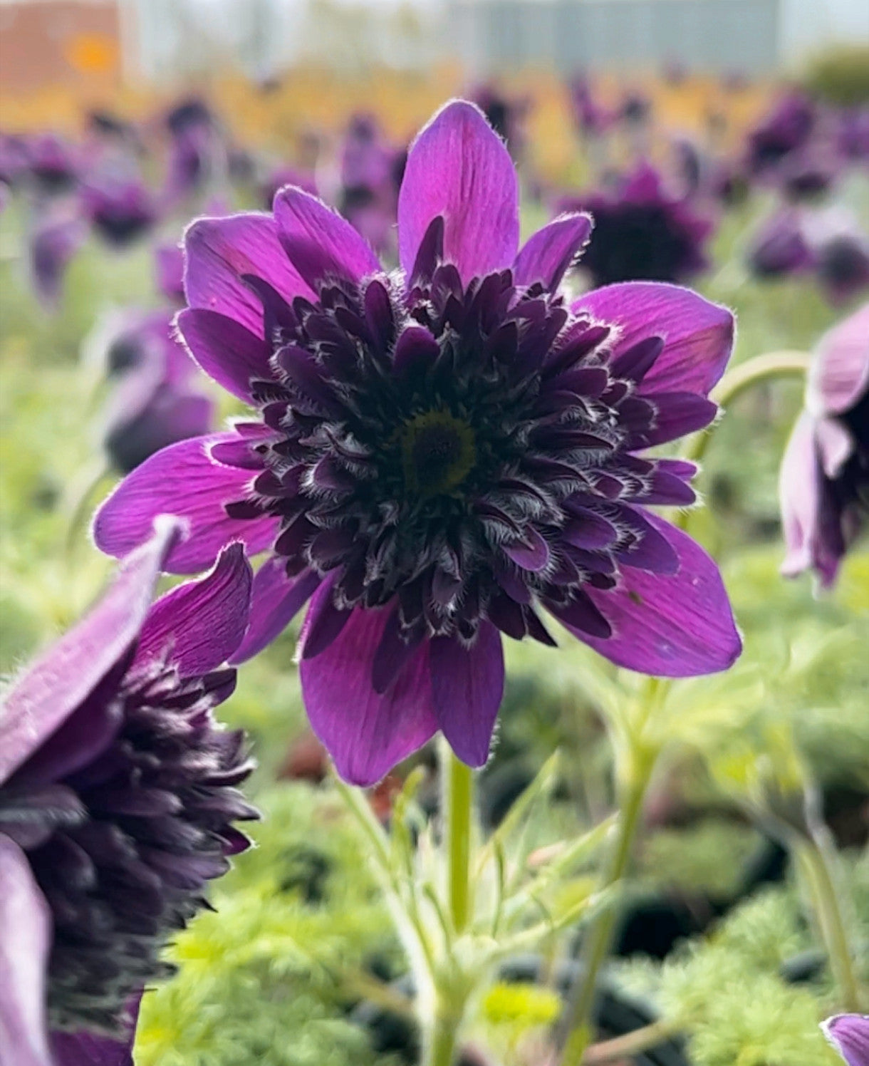 Pulsatilla Fairy Dreams - 3 X 9cm Pots