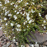 Parahebe Avalanche Evergreen Groundcover 3 X 9cm Pots