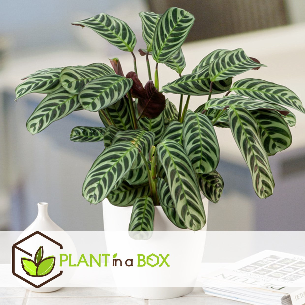 Never Never Plant - 2 Pcs. - Ctenanthe 'burle-marxii' - Height 30-40cm - ⌀14cm | Set-of-2 | Green