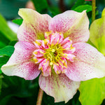 Helleborus Double Ellen Picotee 1x 9cm Pot