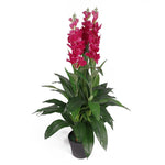 Leaf Artificial 100cm Cymbidium Orchid Plant - Extra Large - Dark Pink Flowers