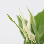 Peace Lilly - 2 Pcs. - Spathiphyllum 'torelli' - Height 30-45cm - ⌀12cm | Set-of-2 | White