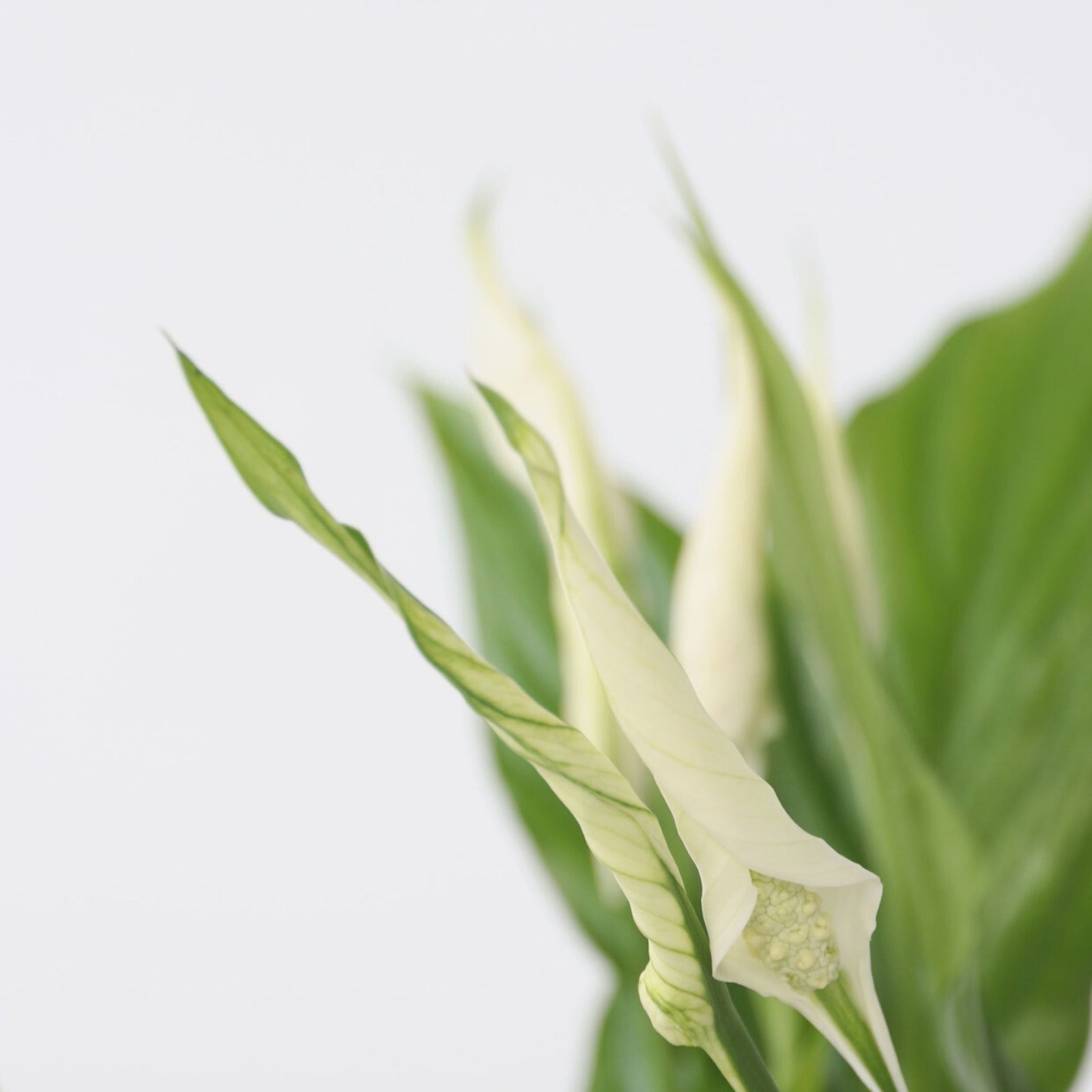 Peace Lilly - 2 Pcs. - Spathiphyllum 'torelli' - Height 30-45cm - ⌀12cm | Set-of-2 | White