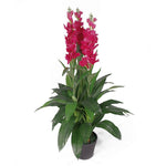 Leaf Artificial 100cm Cymbidium Orchid Plant - Extra Large - Dark Pink Flowers