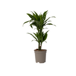 Dragon Tree - Dracaena Deremensis 'janet Craig' - Height 60-70cm - ⌀17cm | Set-of-1 | Green