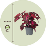 Bloodleaf Plant - Iresine Herbstii - Height 20-30cm - ⌀13cm | Set-of-1 | Red