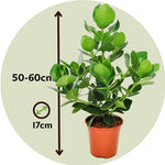 Autograph Tree - 2 Pcs. - Clusia Rosea 'princess' - Height 50-60cm - ⌀17cm | Set-of-2 | Green