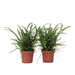 Sword Fern - 2 Pcs. - Nephrolepis 'duffii' - Height 25-40cm - ⌀12cm | Set-of-2 | Green