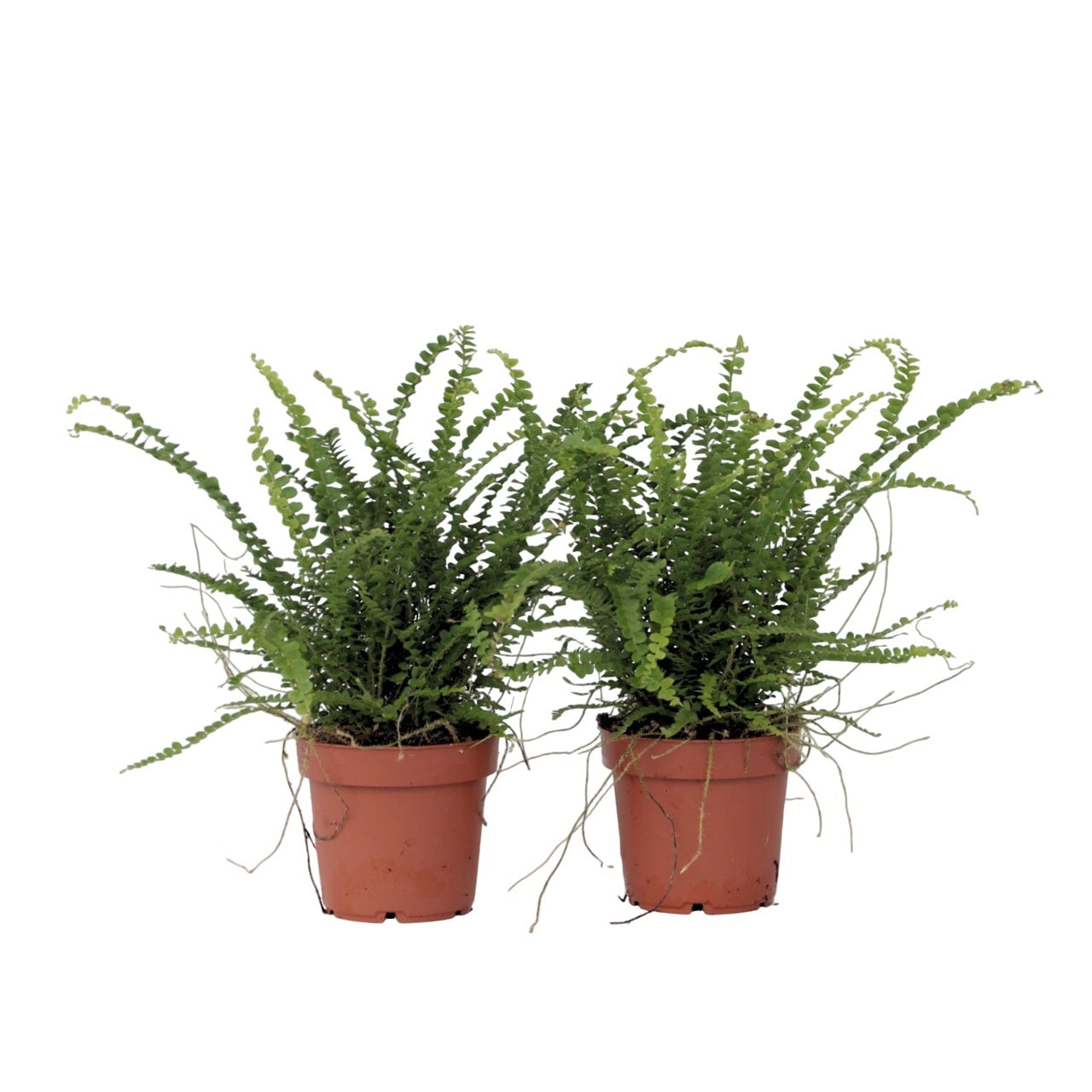 Sword Fern - 2 Pcs. - Nephrolepis 'duffii' - Height 25-40cm - ⌀12cm | Set-of-2 | Green