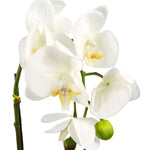 Artificial Orchid White Silver Pot 46cm